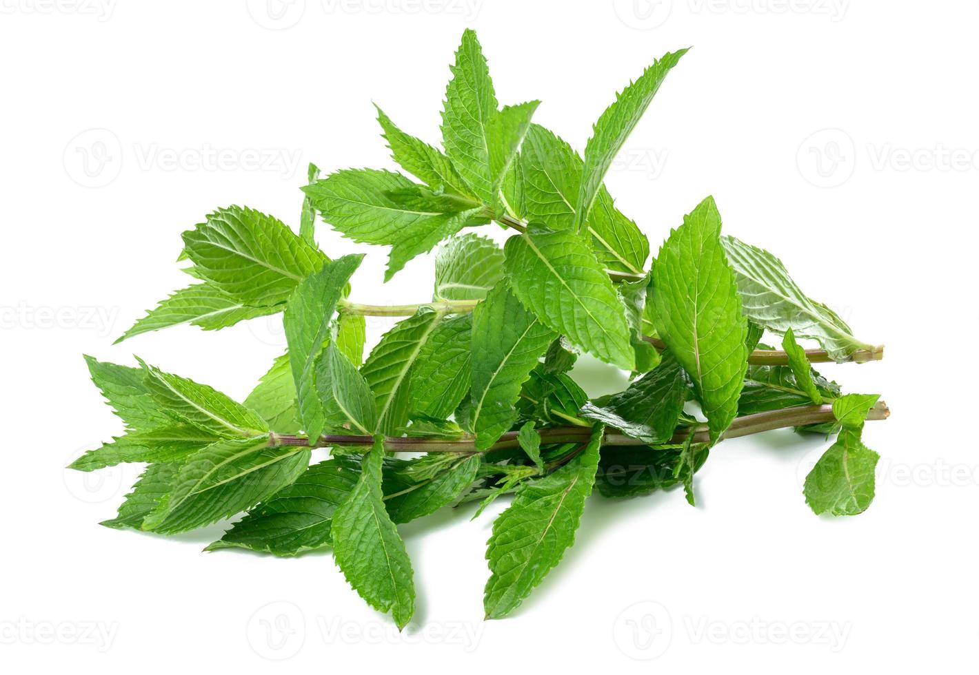 Sprig of peppermint with green leaves on a white isolated background. Culinary spice photo