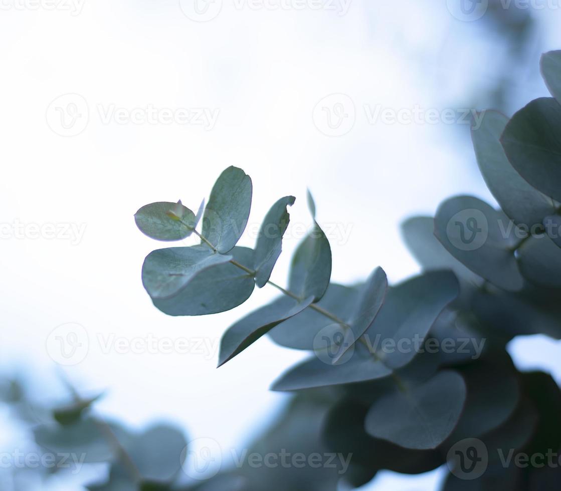 Corner for text made of cyneria eucalyptus. photo