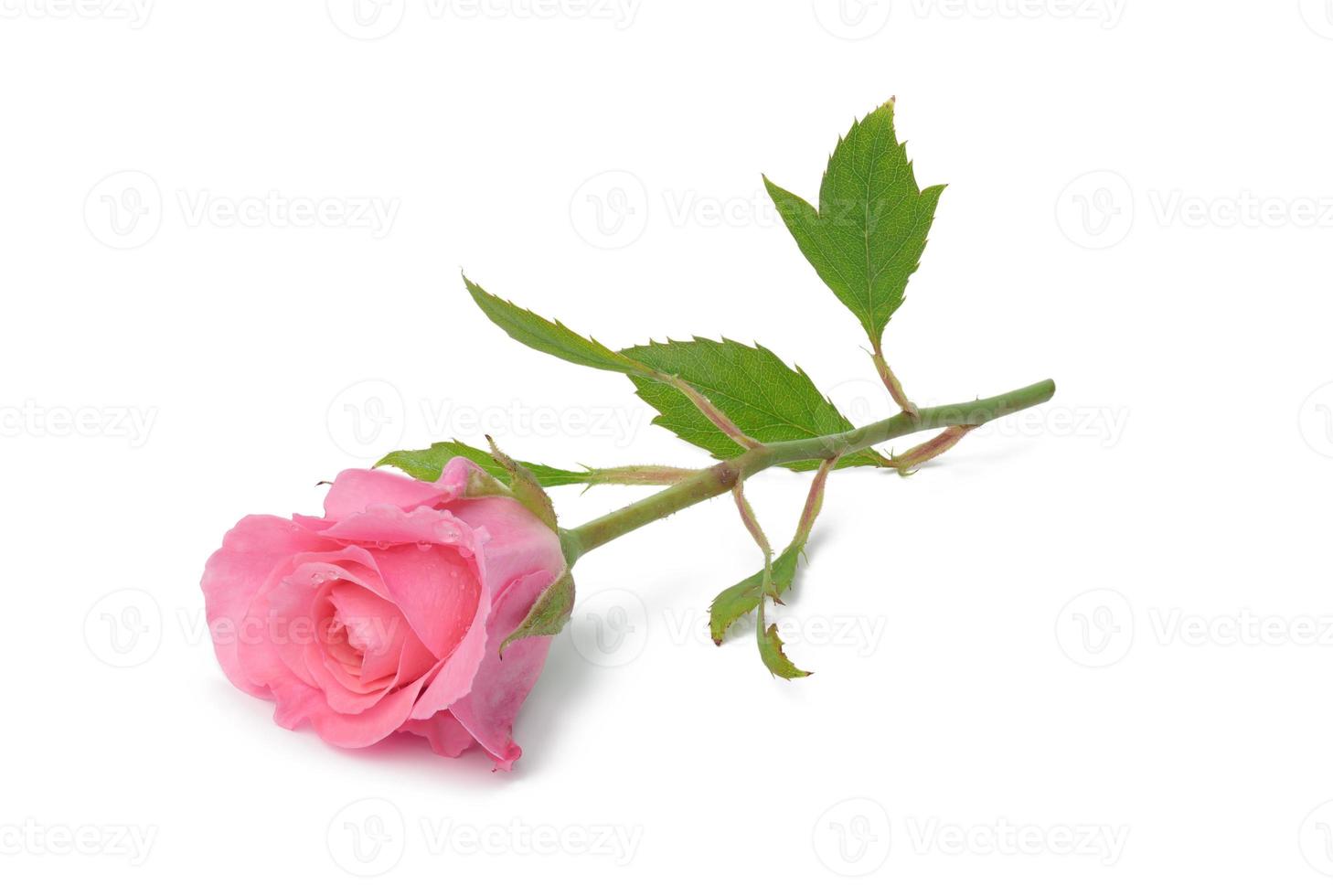 blooming pink rose bud with green leaves on a white background, beautiful flower 18955006 Stock