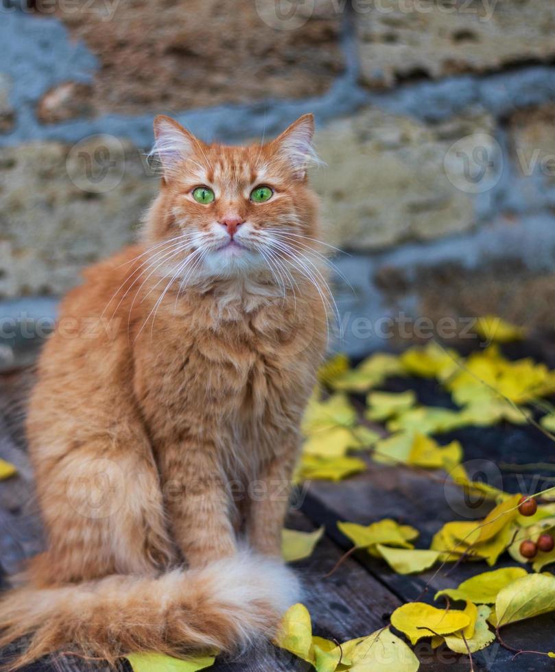 big red cat sitting photo