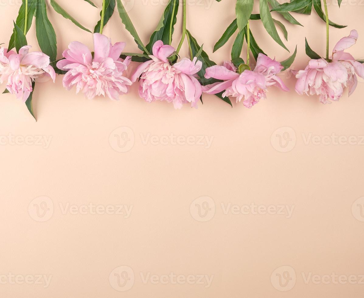 blooming pink peony buds on a peach background photo