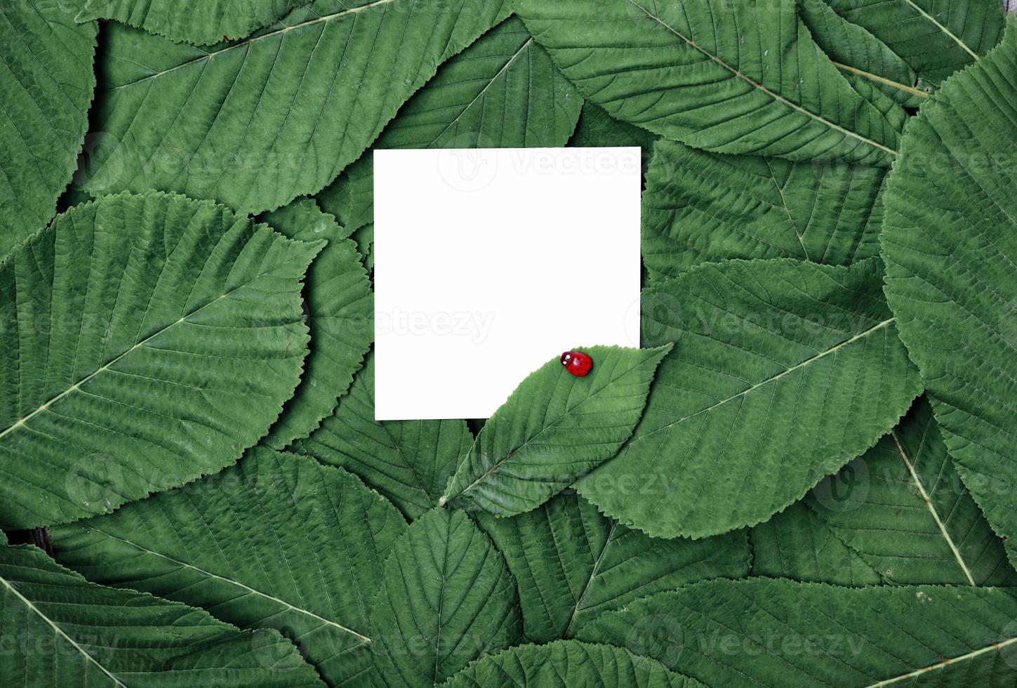 white blank sheet among the green leaves photo