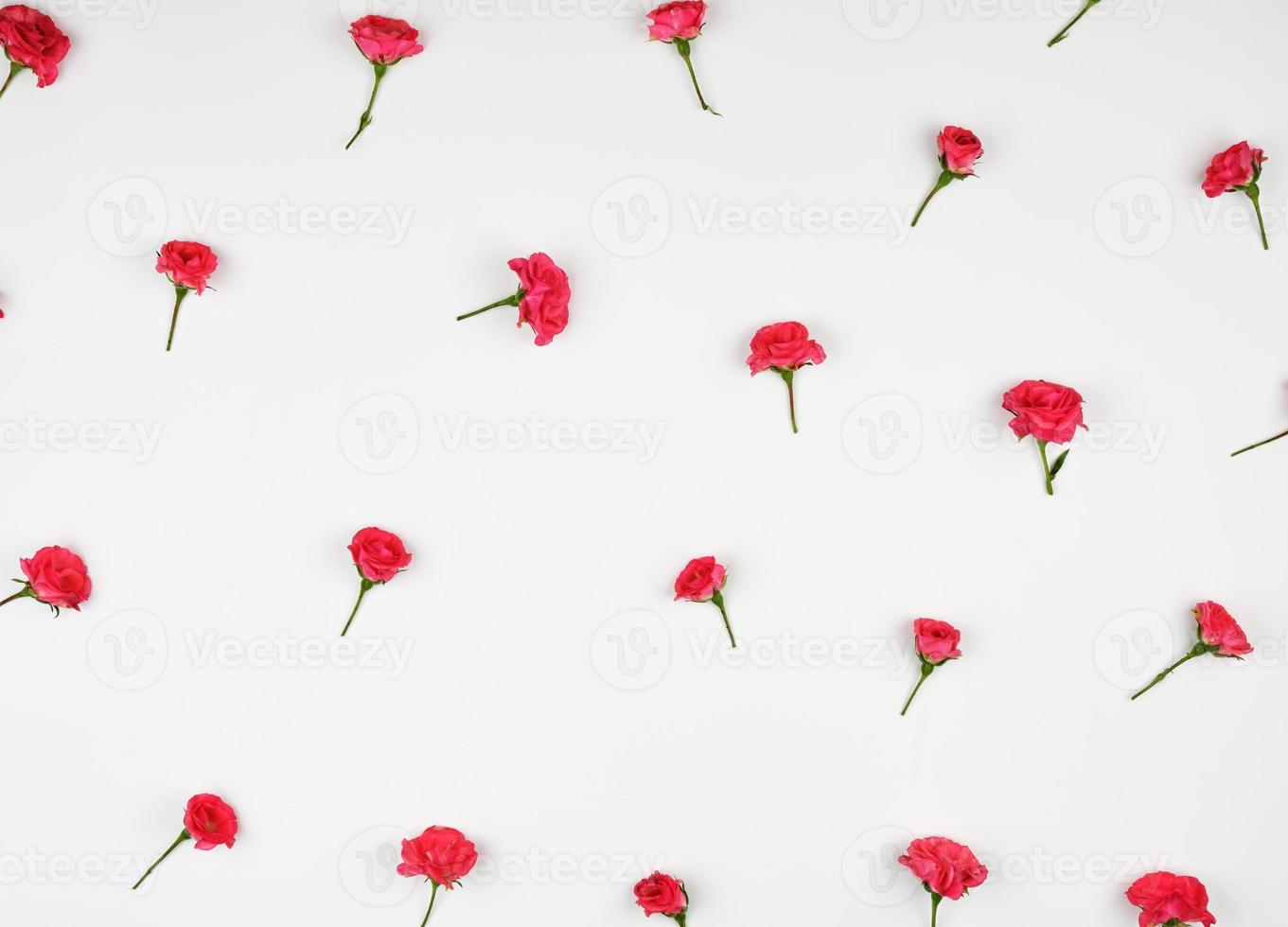 blooming buds of pink roses on a white background photo