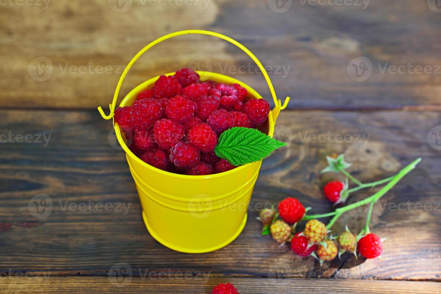 Yellow iron bucket full of red ripe raspberries photo