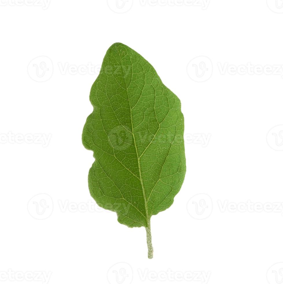 fresh green leaf eggplant isolated on a white background photo