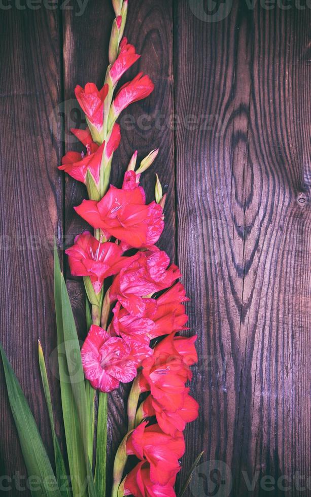 bouquet of red gladiolus photo