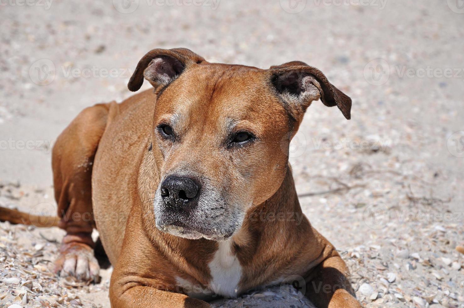 Redhead American pit bull terrier photo