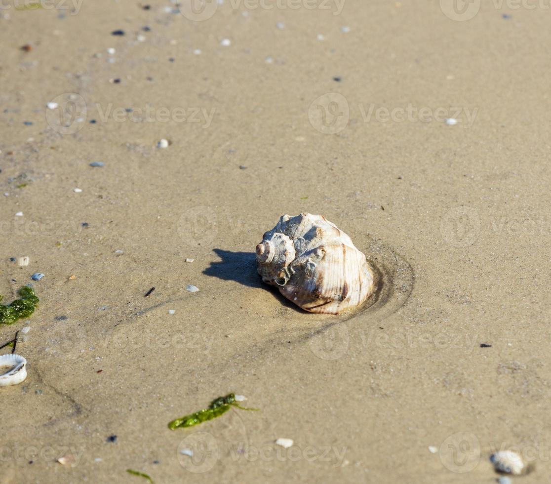 seashell on the sandy shore of the Black Sea photo