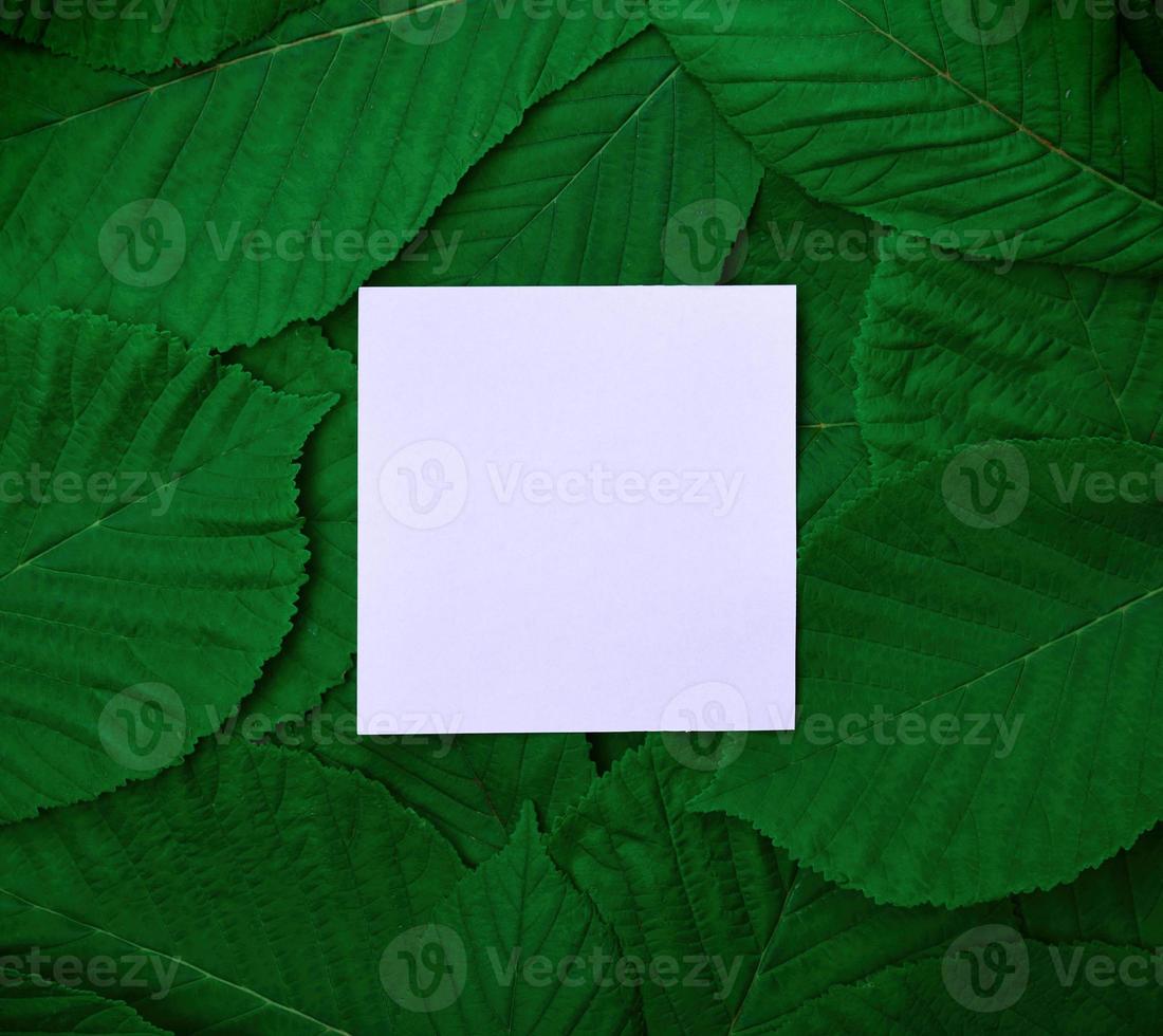 paper sheet in the middle of the green leaves of the chestnut photo