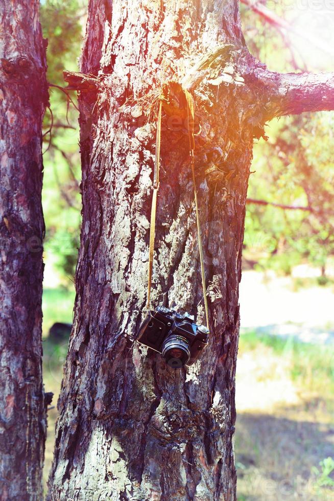 old film camera hanging on a tree bough in the woods photo