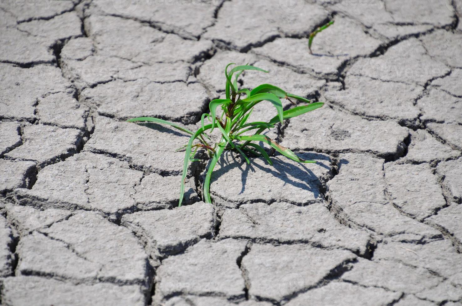 Sprouted green grass photo