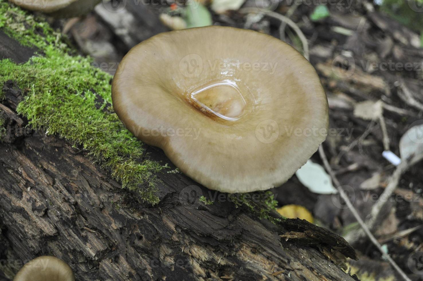 Fungus on an old snag photo