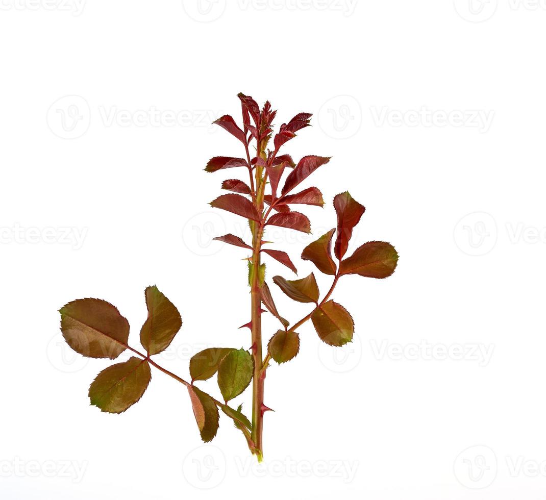 young rose branch with purple and green leaves on a white background photo