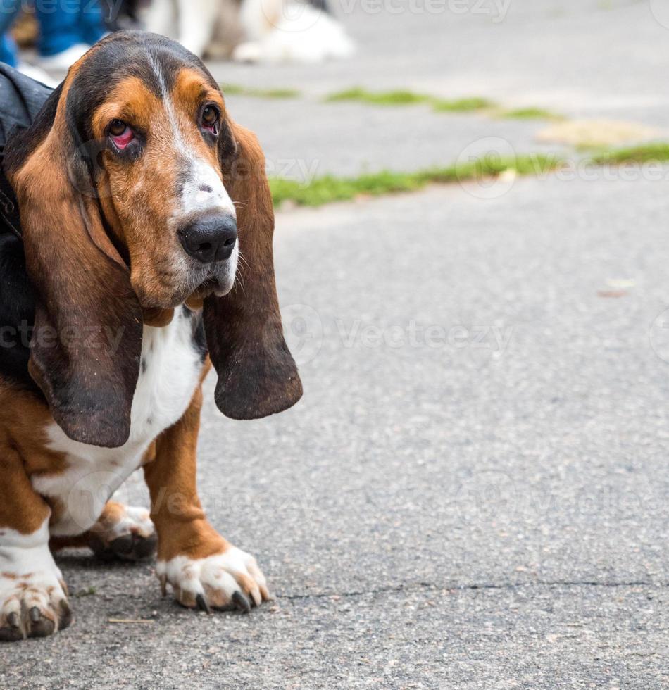 brown Basset Hound sits on the asphalt photo