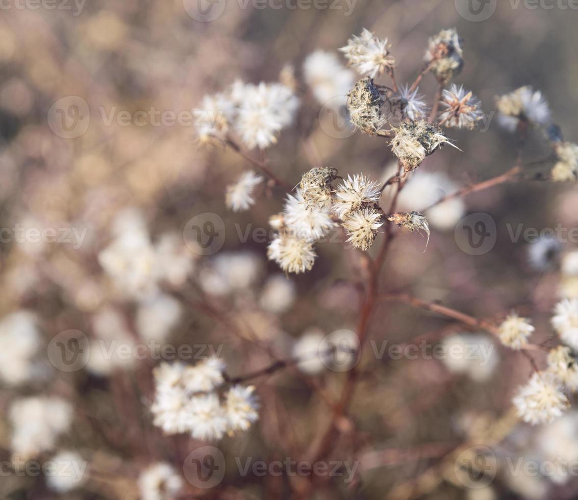 withered field flower, and selective focus photo