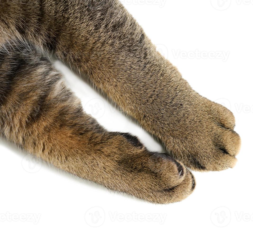 Two front paws of an adult gray shorthair cat of the Scottish Straight breed on a white background photo