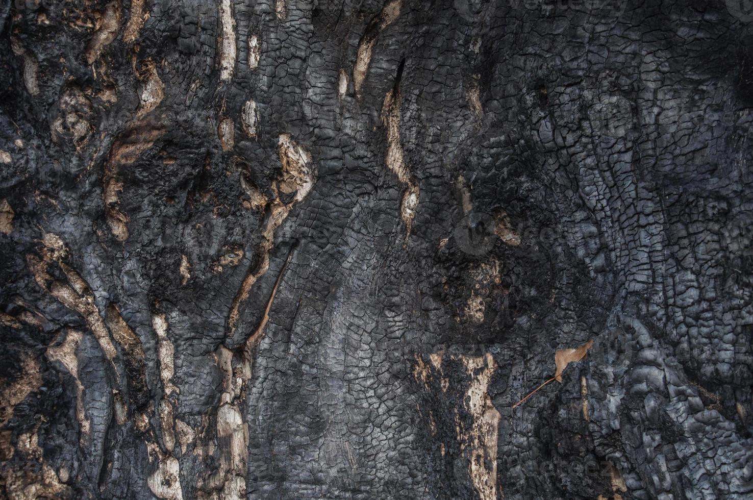 Fragment of the burnt poplar trunk photo