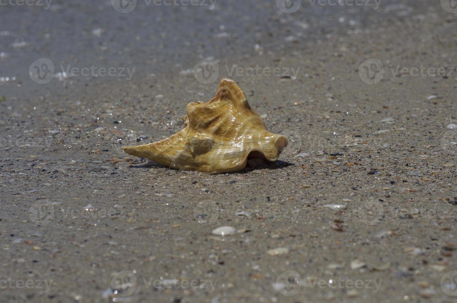 Conch shell on beach photo