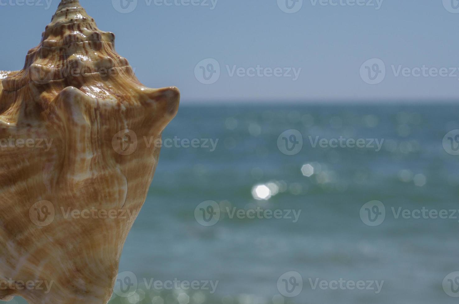 Sea background with shell photo