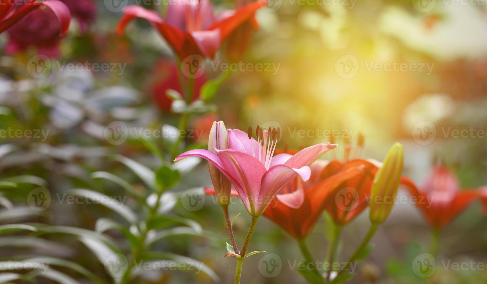 lirios rojos florecientes con tallos verdes y hojas en el jardín foto