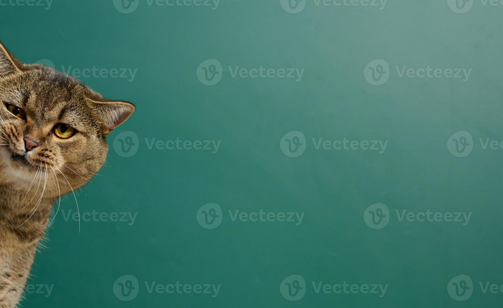 Funny muzzle of an adult straight-eared Scottish cat on the background of a green-chalk board photo