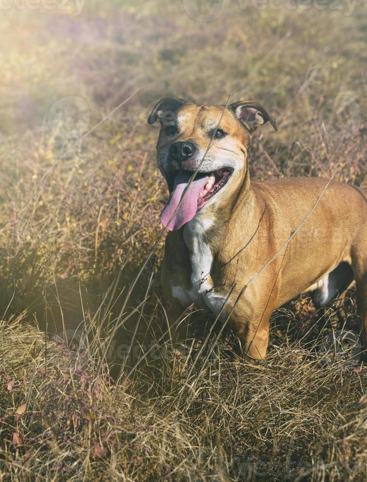 American pit bulls walking on nature photo