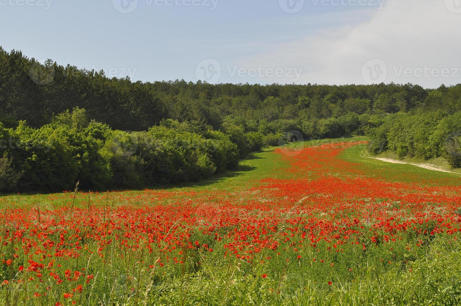 Field of poppies photo