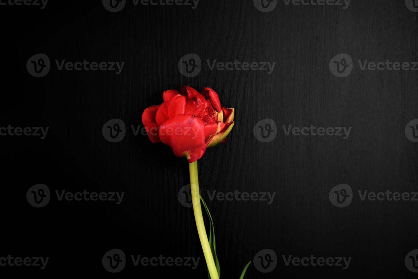 One red tulip on a black surface photo