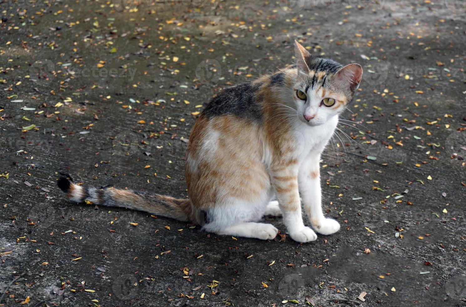 Calico cat consists of 3 main shades, orange, black and white, but all three shades have different intensity and lightness. This makes the world no two tricolored cats with the same pattern. photo