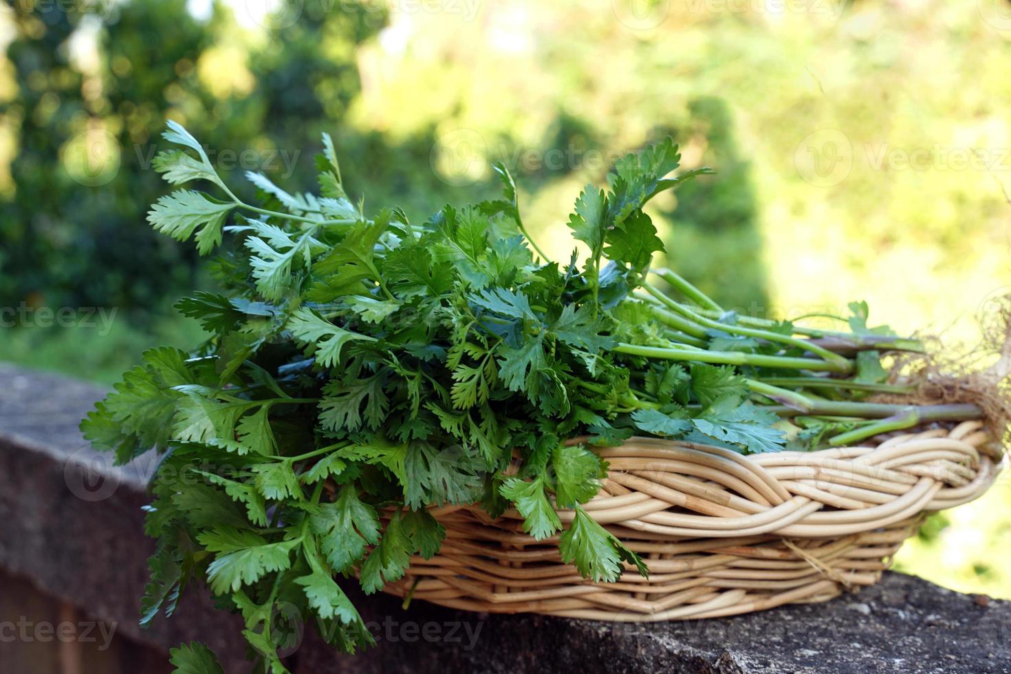 Coriander from the organic vegetable plot in the basket, used as a vegetable and decoration in the food. Soft and selective focus. photo