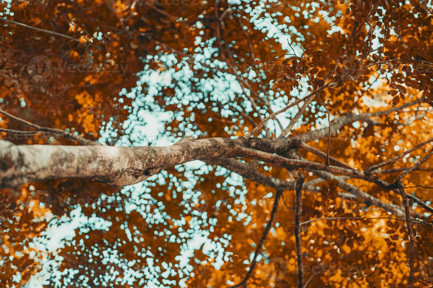 la madera marrón y las ramas de un árbol de pie en la jungla foto