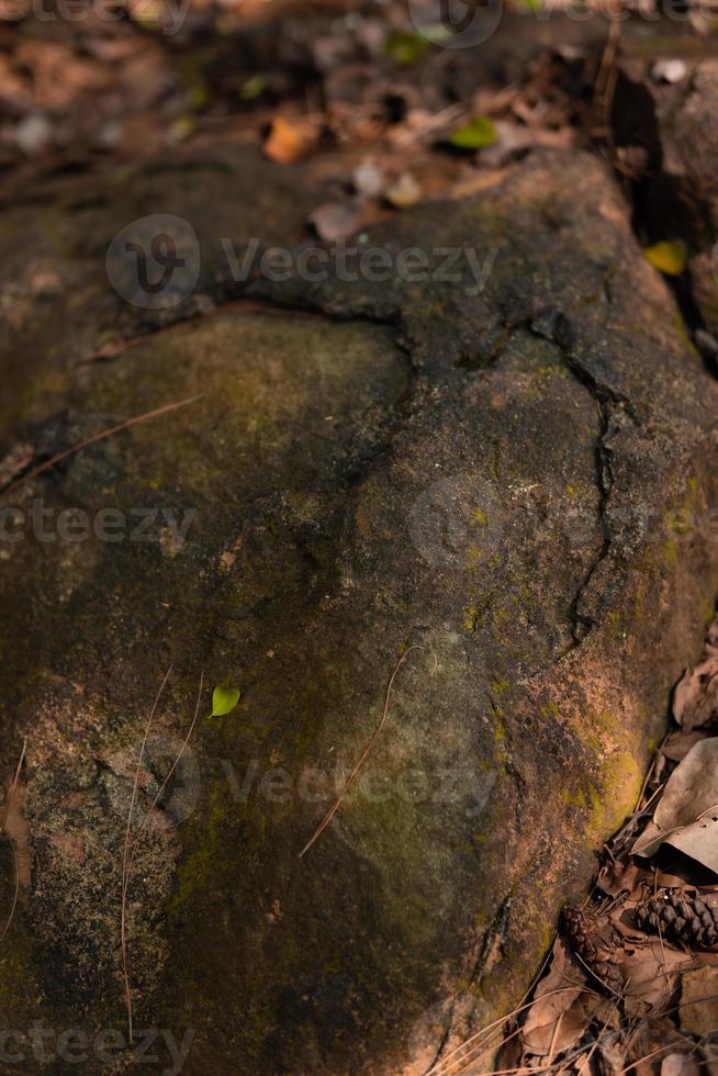 The Big rock with the dead leaves on the ground inside the forest photo