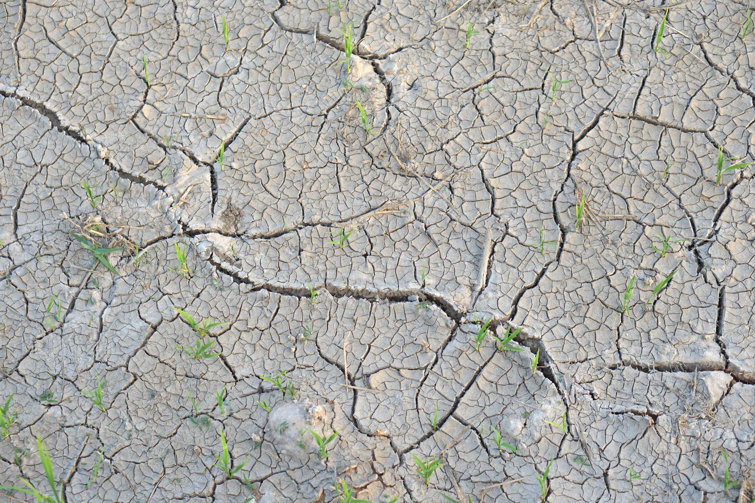 Rice stalks in the dry ground cracked photo