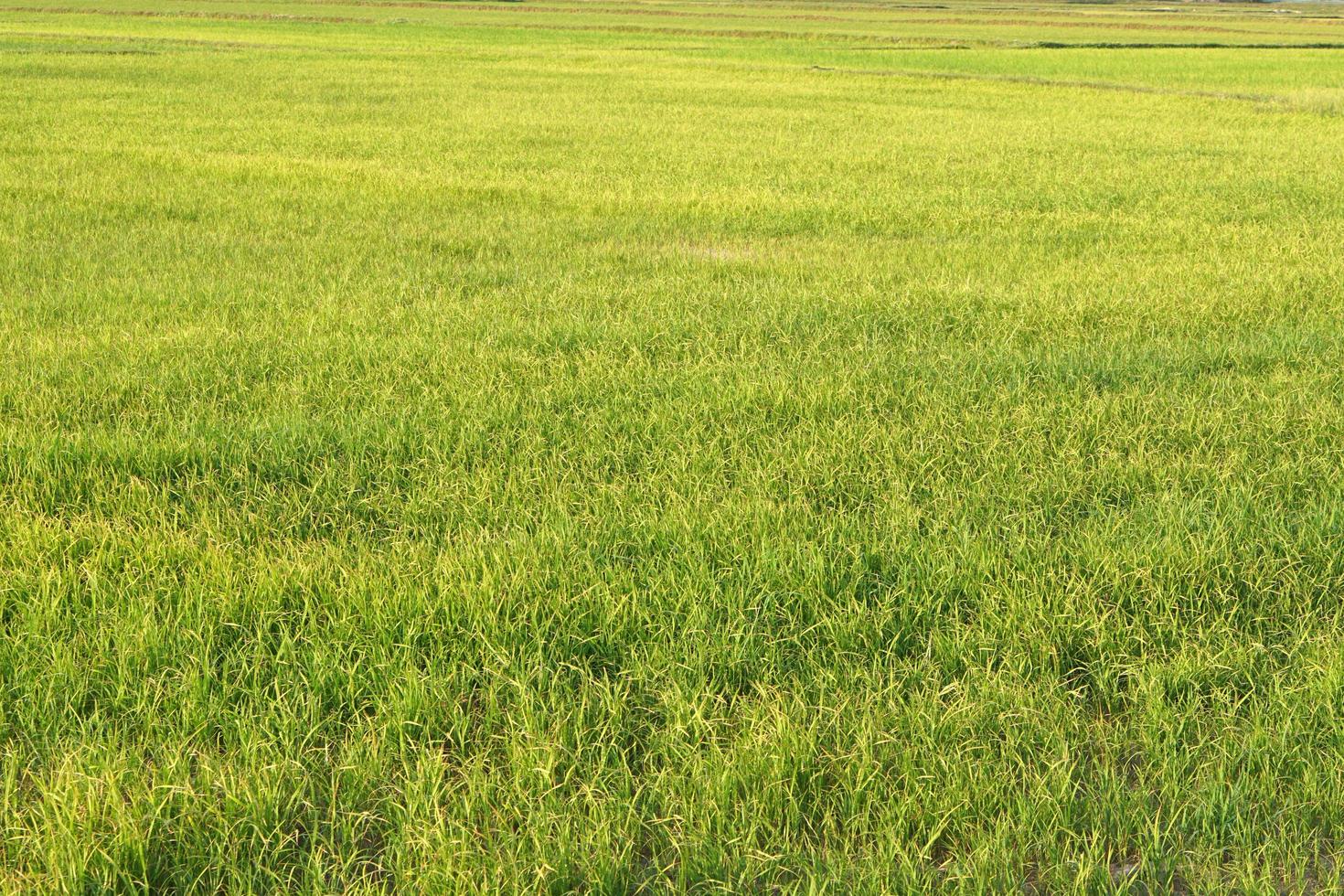 hermoso arroz verde fuera de temporada para producir un alto precio foto