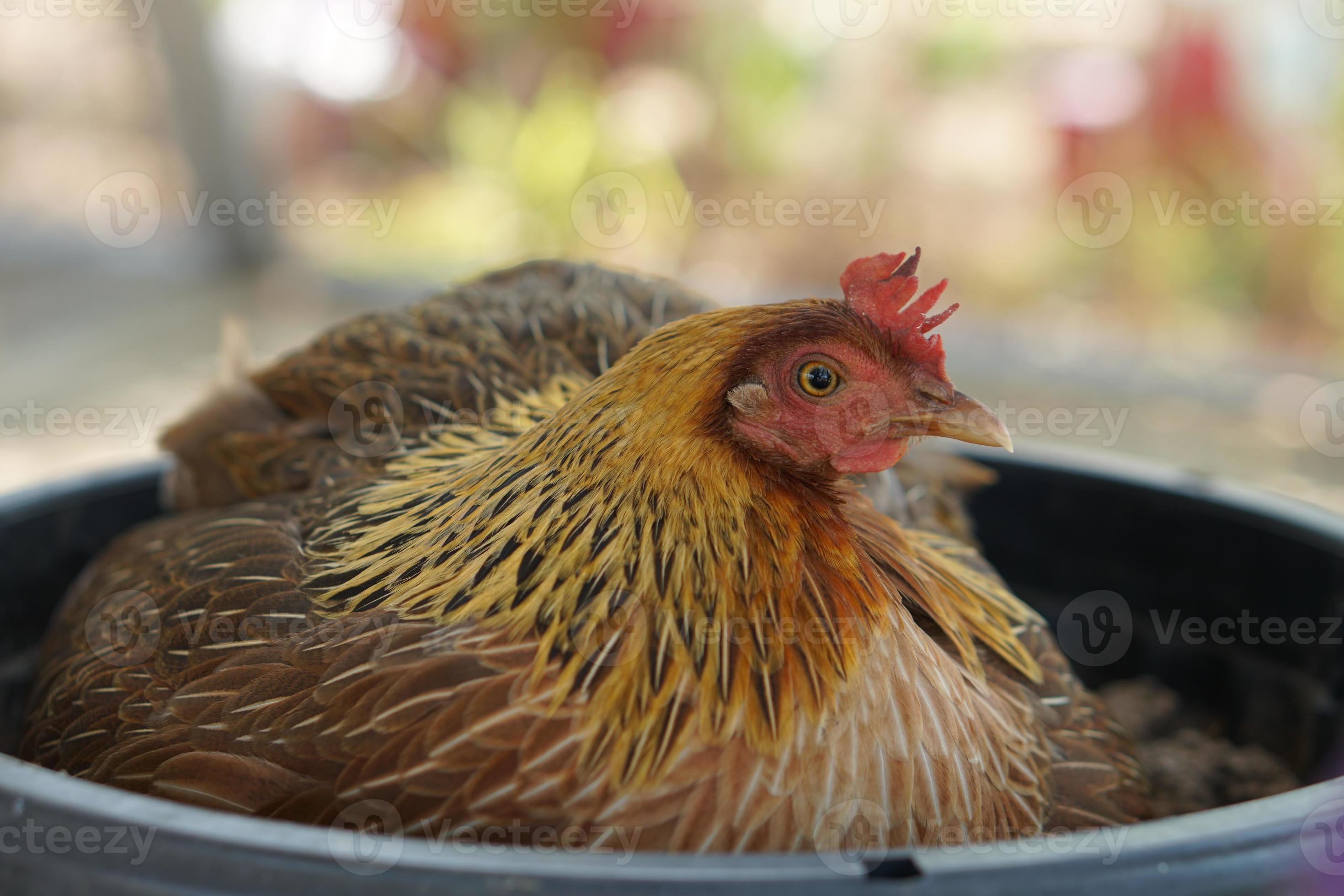 Brown hen hatching eggs in the nest 18957335 Stock Photo at Vecteezy
