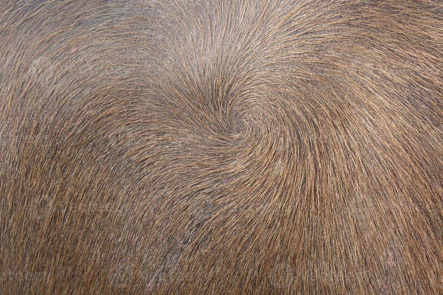 buffalo hair background in thailand photo