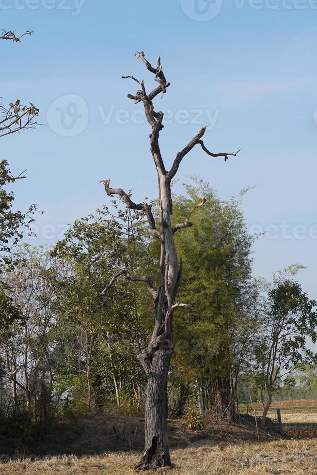 gran árbol muerto en el campo foto
