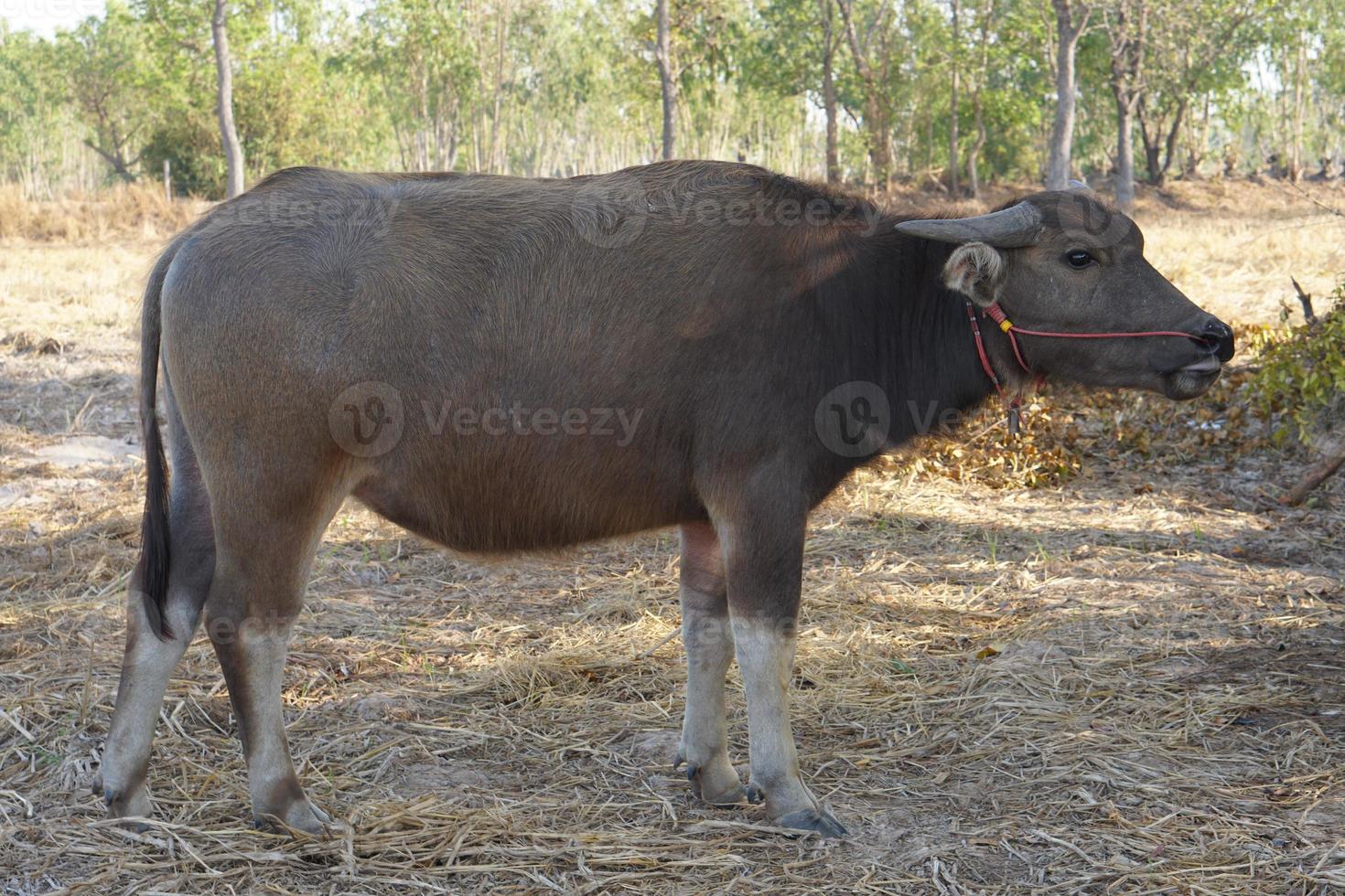 búfalo tailandés caminando y pastando en los campos de arroz foto