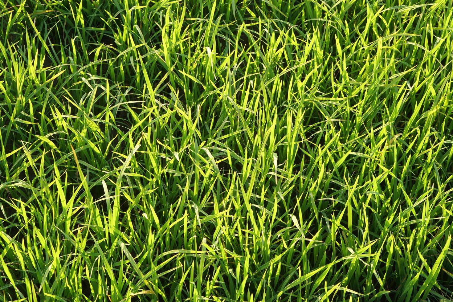 beautiful green rice in the off-season in order to produce a high price photo