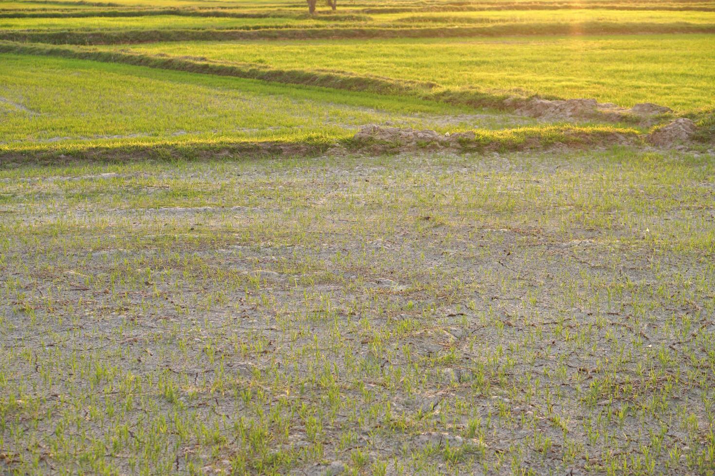 hermoso arroz verde fuera de temporada para producir un alto precio foto