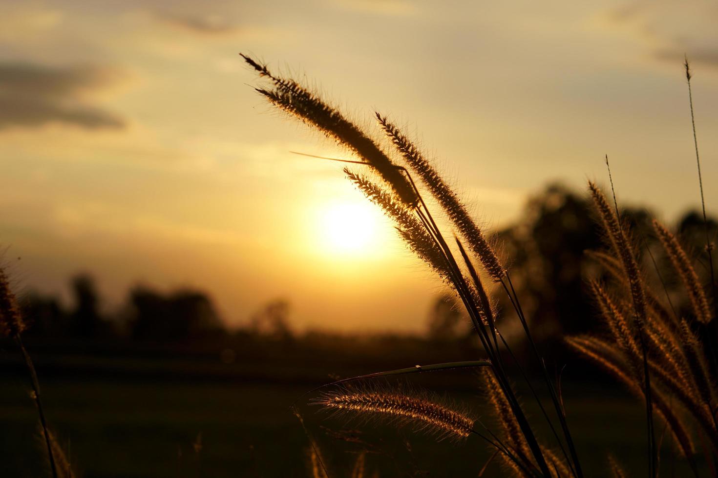 silueta flores hierba atardecer fondo foto