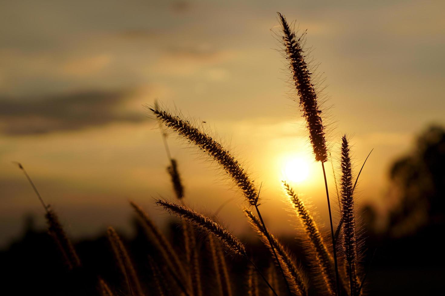 silueta flores hierba atardecer fondo foto