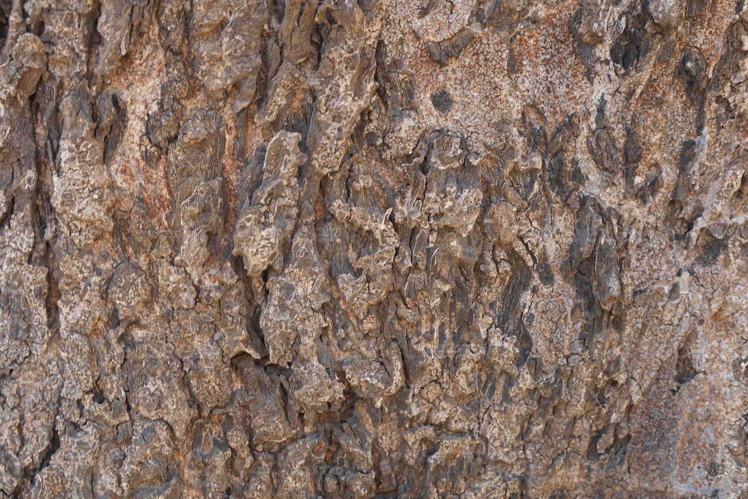 bark background cracking of the bark photo