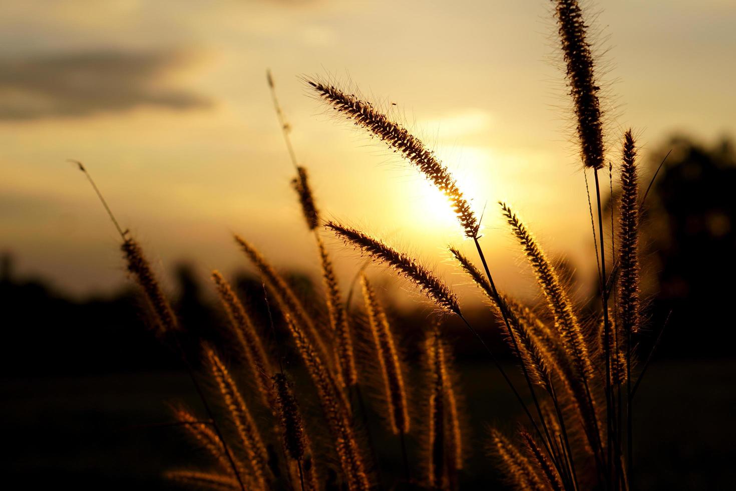 silhouette flowers grass sunset background photo