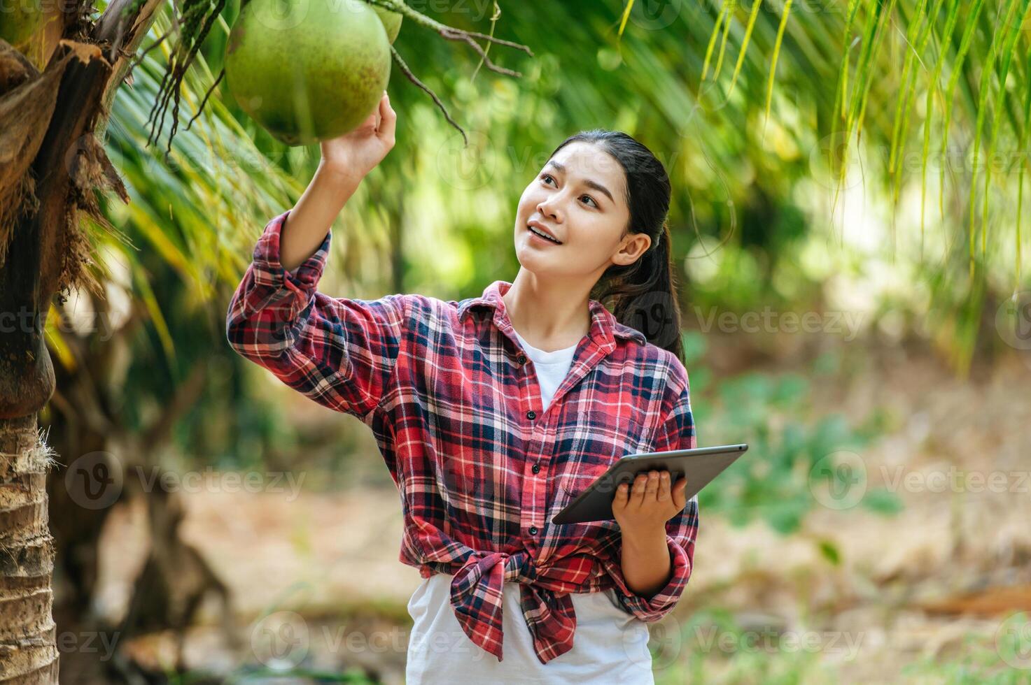 Portrait of Happy Asian young  farmer woman check quality of coconut in farm and using tablet computer to take orders online for customers. Agricultural and technology concepts. photo