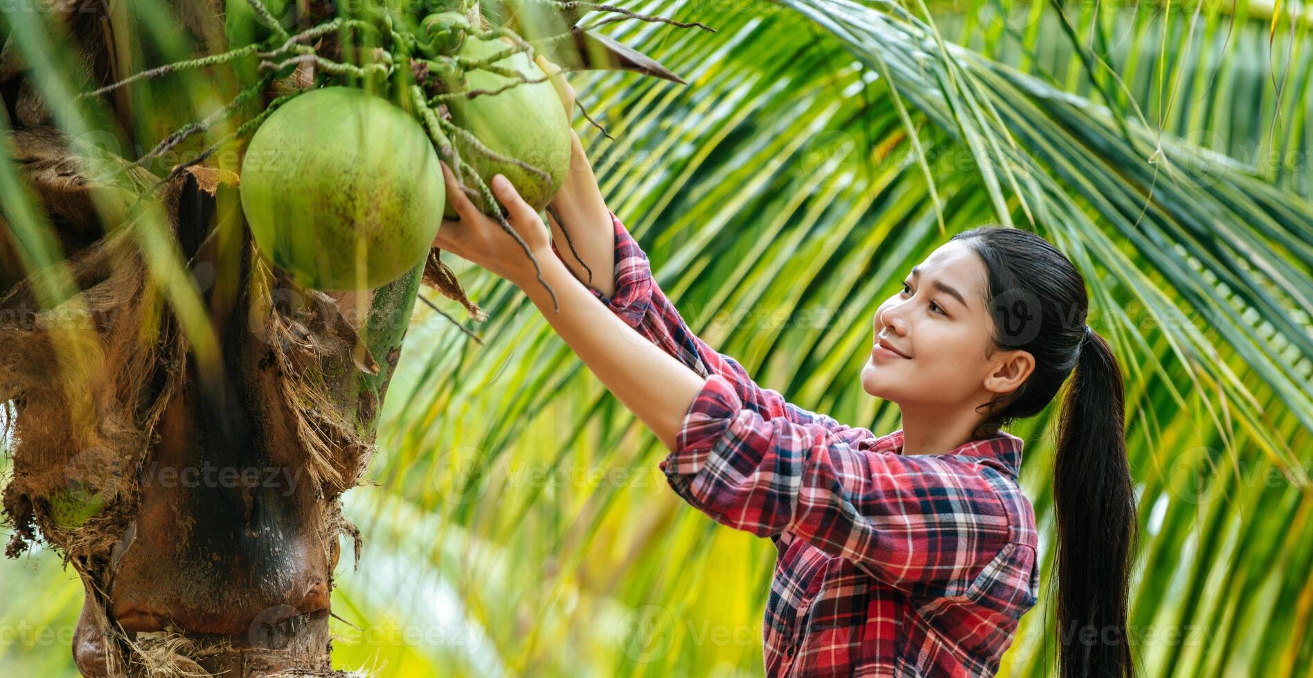 Portrait of Happy Asian farmer woman check quality of coconut in farm and showing natural fruit hanging on palm tree. Agricultural and technology concepts. photo