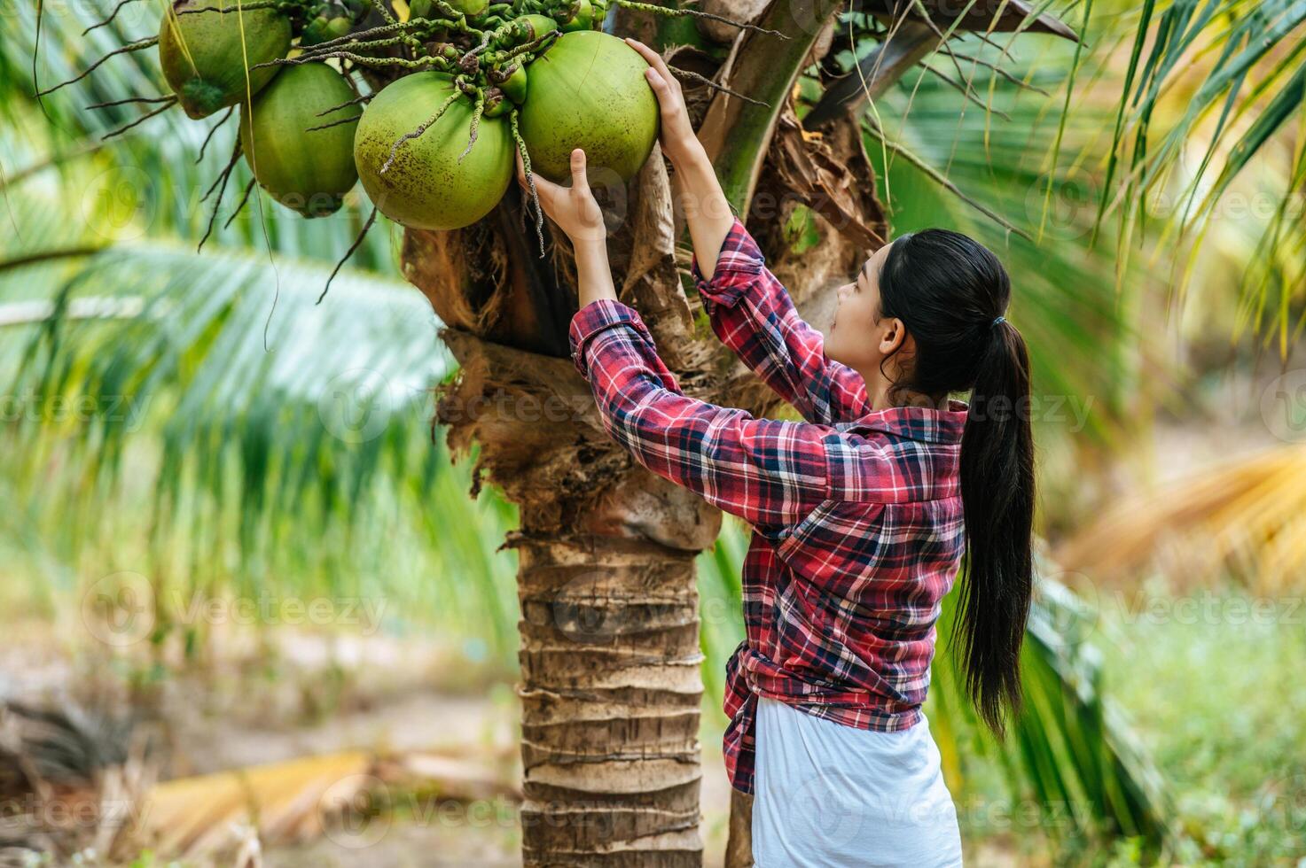 Portrait of Happy Asian farmer woman check quality of coconut in farm and showing natural fruit hanging on palm tree. Agricultural and technology concepts. photo