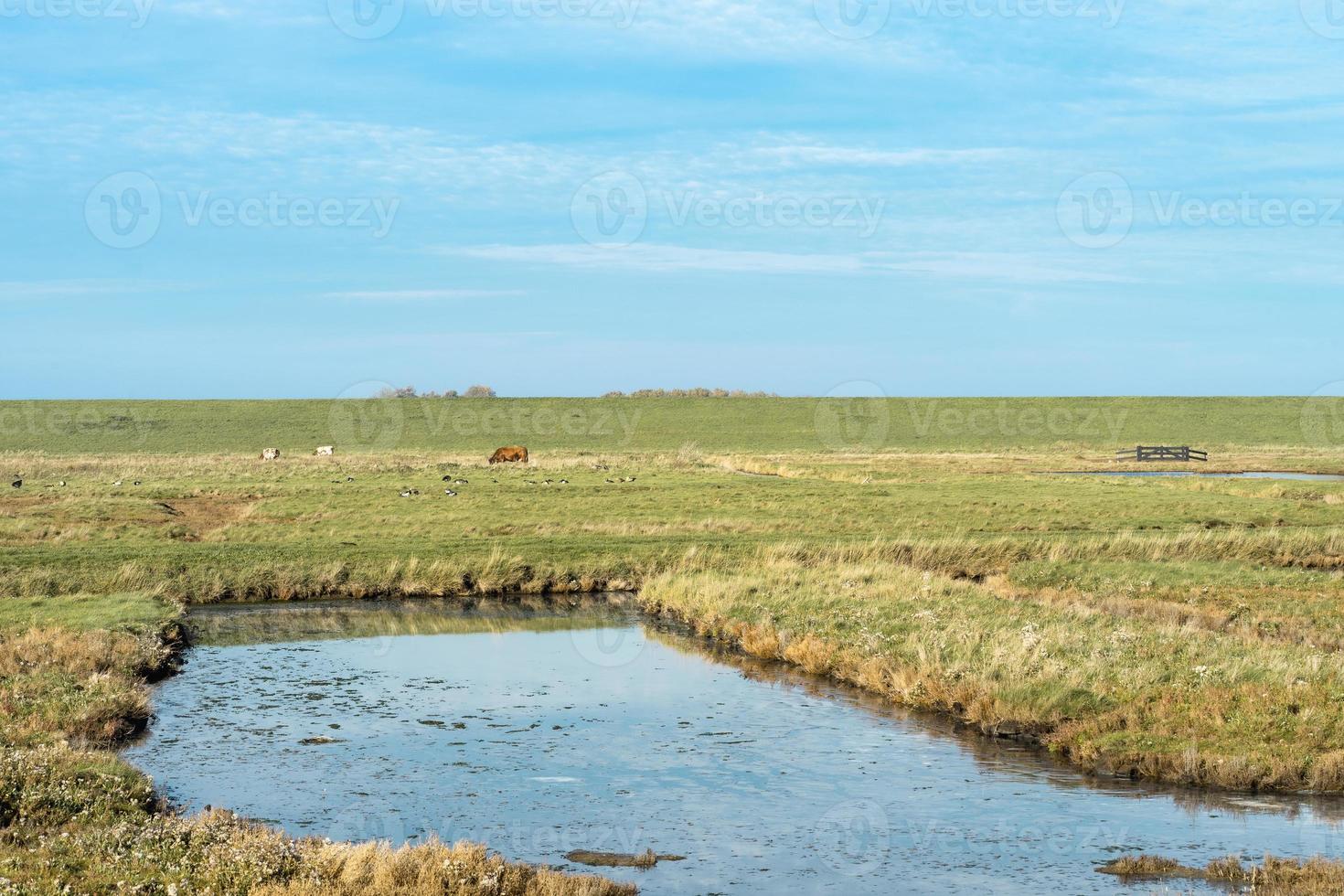 Overview from the wetlands in Burgh-Haamstede, with cows, Zeeland The Netherlands. photo