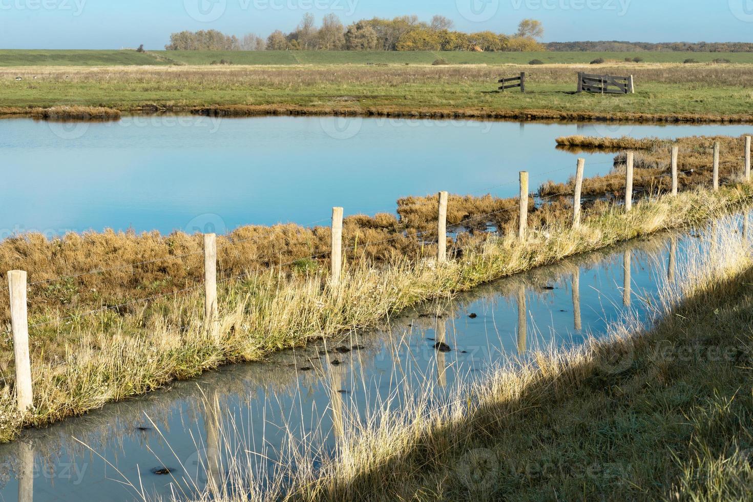 Overview from the wetlands in Burgh-Haamstede, with cows, Zeeland The Netherlands. photo