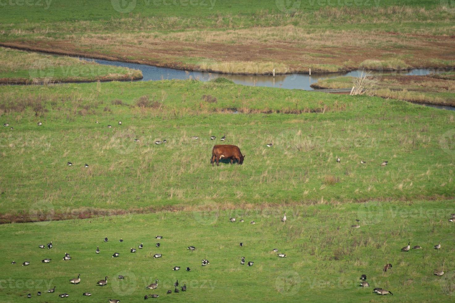 Overview from the wetlands in Burgh-Haamstede, with cows, Zeeland The Netherlands. photo